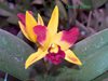 LC. Tropical Trick